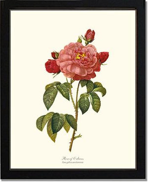 Rose Wall Art Print: Rose of Orleans - Vintage Botanical Wall Decor- Charting Nature