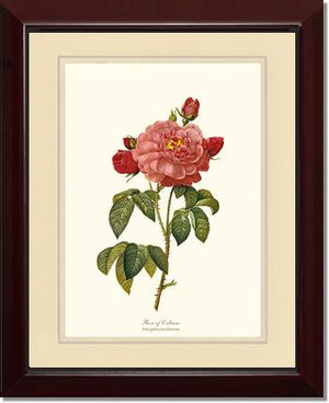 Rose Wall Art Print: Rose of Orleans - Vintage Botanical Wall Decor- Charting Nature