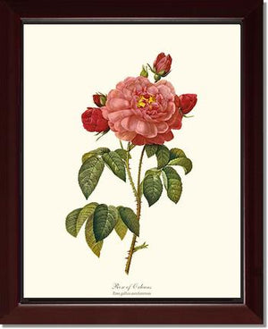 Rose Wall Art Print: Rose of Orleans - Vintage Botanical Wall Decor- Charting Nature