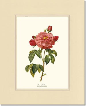 Rose Wall Art Print: Rose of Orleans - Vintage Botanical Wall Decor- Charting Nature