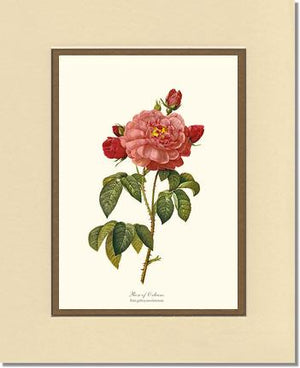 Rose Wall Art Print: Rose of Orleans - Vintage Botanical Wall Decor- Charting Nature