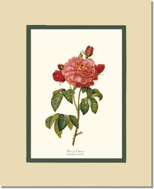 Rose Wall Art Print: Rose of Orleans - Vintage Botanical Wall Decor- Charting Nature