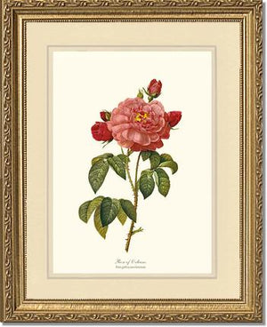 Rose Wall Art Print: Rose of Orleans - Vintage Botanical Wall Decor- Charting Nature