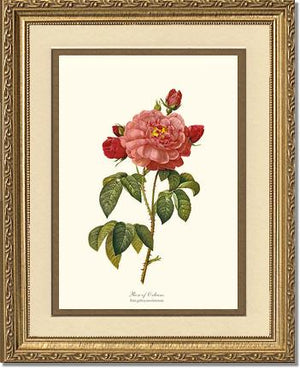 Rose Wall Art Print: Rose of Orleans - Vintage Botanical Wall Decor- Charting Nature