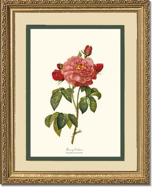 Rose Wall Art Print: Rose of Orleans - Vintage Botanical Wall Decor- Charting Nature
