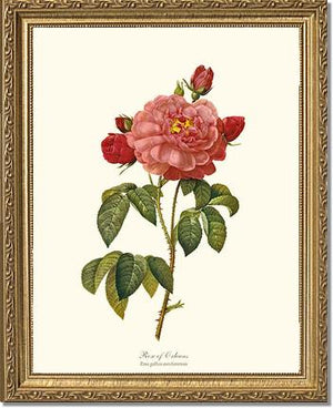 Rose Wall Art Print: Rose of Orleans - Vintage Botanical Wall Decor- Charting Nature