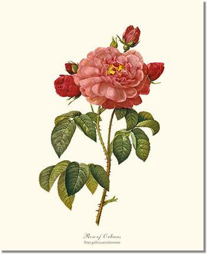 Rose Wall Art Print: Rose of Orleans - Vintage Botanical Wall Decor- Charting Nature