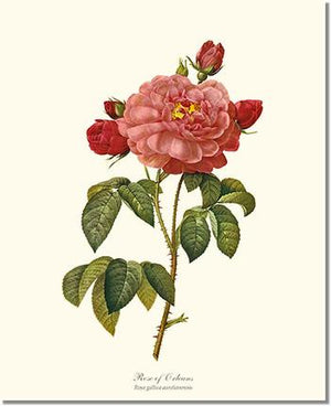 Rose Print: Rose of Orleans