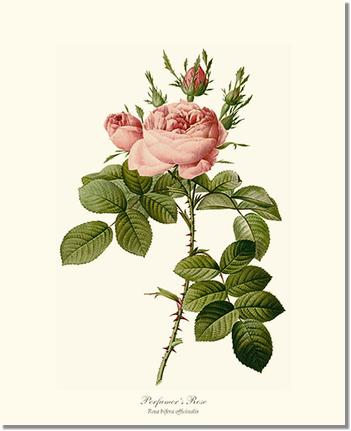 Rose Wall Art Print: Perfumer's Rose - Vintage Botanical Wall Decor- Charting Nature