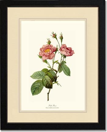 Rose Wall Art Print: Pale Rose - Vintage Botanical Wall Decor- Charting Nature