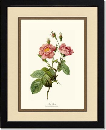 Rose Wall Art Print: Pale Rose - Vintage Botanical Wall Decor- Charting Nature