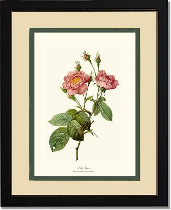 Rose Wall Art Print: Pale Rose - Vintage Botanical Wall Decor- Charting Nature