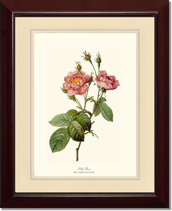 Rose Wall Art Print: Pale Rose - Vintage Botanical Wall Decor- Charting Nature