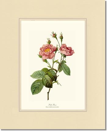 Rose Wall Art Print: Pale Rose - Vintage Botanical Wall Decor- Charting Nature
