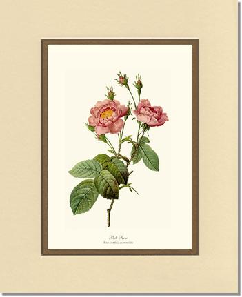 Rose Wall Art Print: Pale Rose - Vintage Botanical Wall Decor- Charting Nature