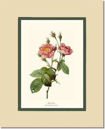 Rose Wall Art Print: Pale Rose - Vintage Botanical Wall Decor- Charting Nature
