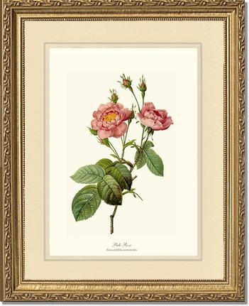 Rose Wall Art Print: Pale Rose - Vintage Botanical Wall Decor- Charting Nature