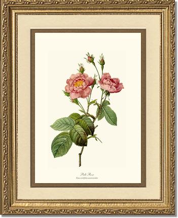 Rose Wall Art Print: Pale Rose - Vintage Botanical Wall Decor- Charting Nature