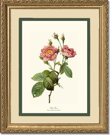 Rose Wall Art Print: Pale Rose - Vintage Botanical Wall Decor- Charting Nature