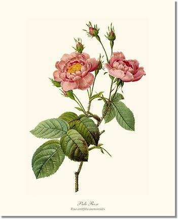 Rose Wall Art Print: Pale Rose - Vintage Botanical Wall Decor- Charting Nature
