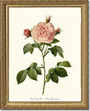 Pale Pink Rose