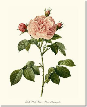 Rose Print: Pale Pink Rose
