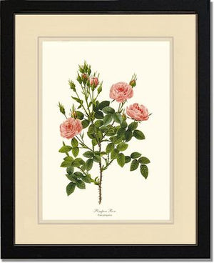 Pompon Rose