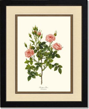 Pompon Rose