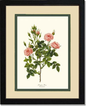 Pompon Rose