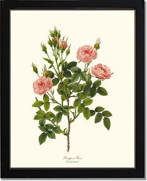 Pompon Rose