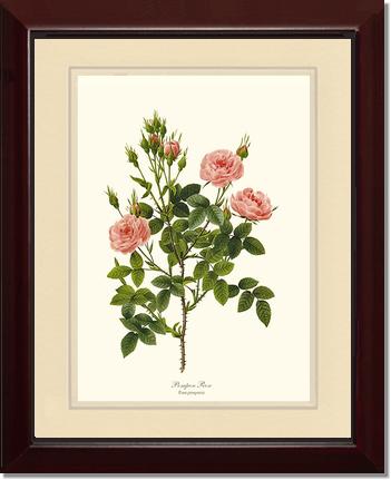 Rose Wall Art Print: Pompon Rose - Vintage Botanical Wall Decor- Charting Nature