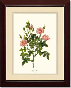 Pompon Rose