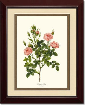 Pompon Rose
