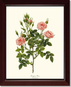 Pompon Rose