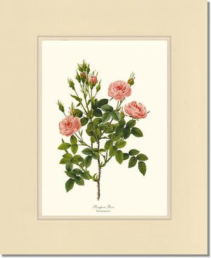 Pompon Rose