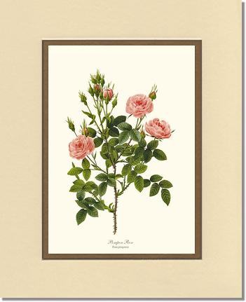 Rose Wall Art Print: Pompon Rose - Vintage Botanical Wall Decor- Charting Nature