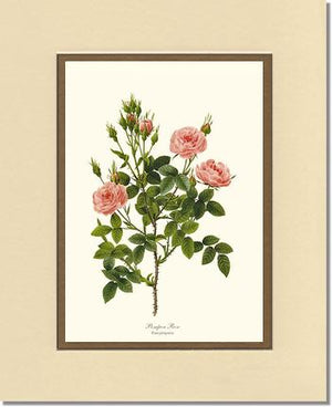 Pompon Rose