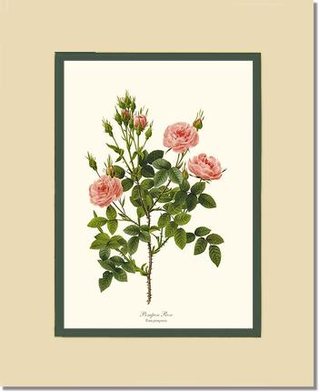 Rose Wall Art Print: Pompon Rose - Vintage Botanical Wall Decor- Charting Nature