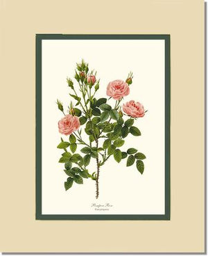 Pompon Rose