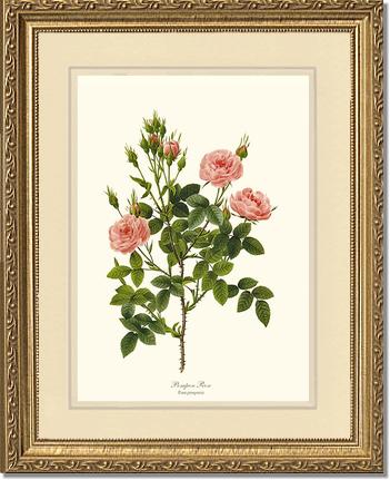 Rose Wall Art Print: Pompon Rose - Vintage Botanical Wall Decor- Charting Nature