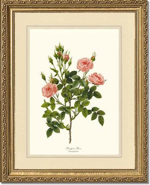 Pompon Rose