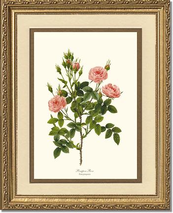 Rose Wall Art Print: Pompon Rose - Vintage Botanical Wall Decor- Charting Nature