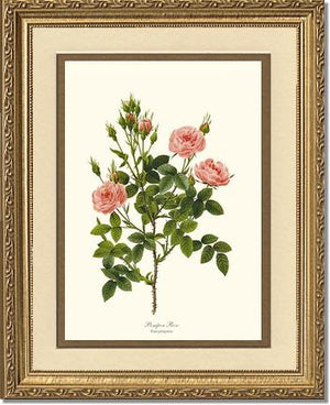Pompon Rose