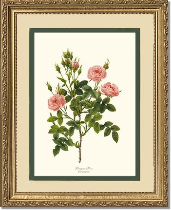 Rose Wall Art Print: Pompon Rose - Vintage Botanical Wall Decor- Charting Nature