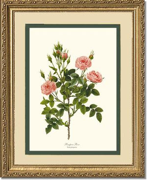 Pompon Rose