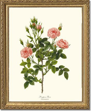 Pompon Rose