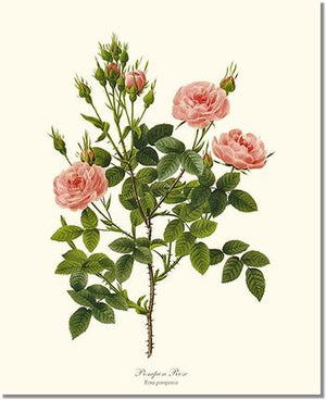 Rose Print: Pompon Rose