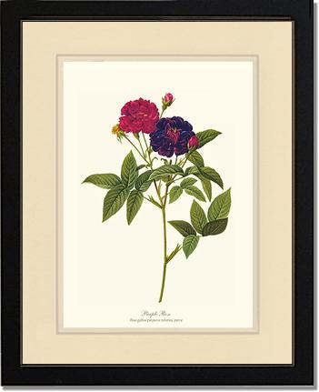 Rose Wall Art Print: Purple Rose - Vintage Botanical Wall Decor- Charting Nature