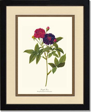 Rose Wall Art Print: Purple Rose - Vintage Botanical Wall Decor- Charting Nature
