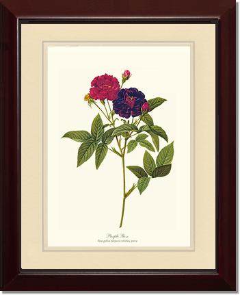 Rose Wall Art Print: Purple Rose - Vintage Botanical Wall Decor- Charting Nature